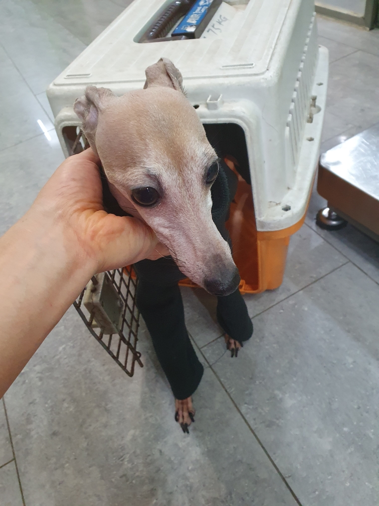 펫앤쉘터동물병원_441378202401249