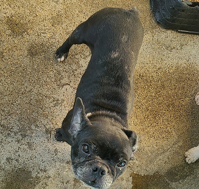 영천유기동물보호센터_447510202400719