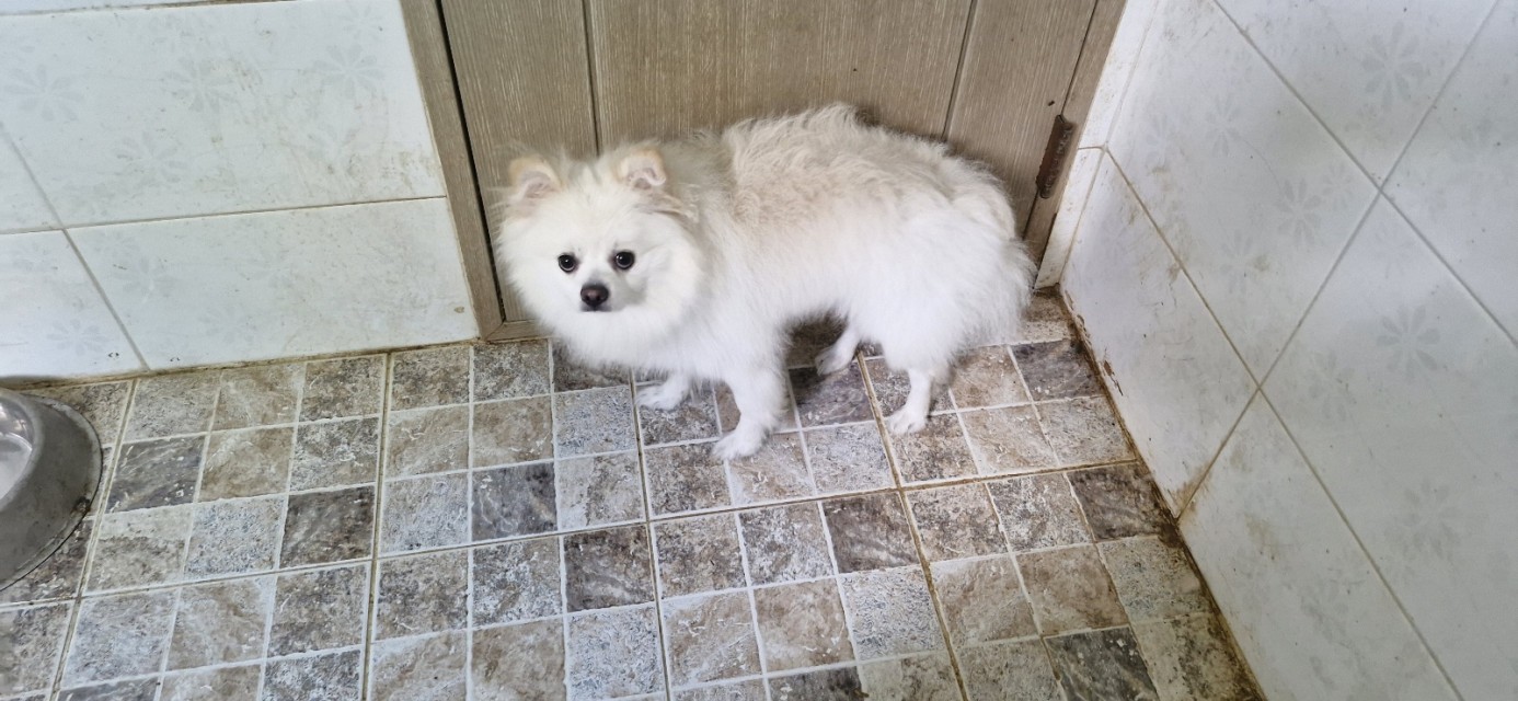 산청동물보호센터_448545202400361