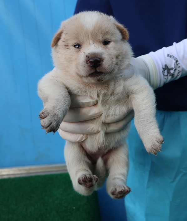 제주 동물보호센터_450650202403021