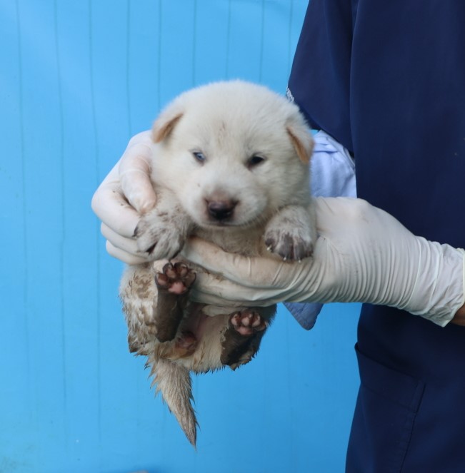 제주 동물보호센터_450650202403022