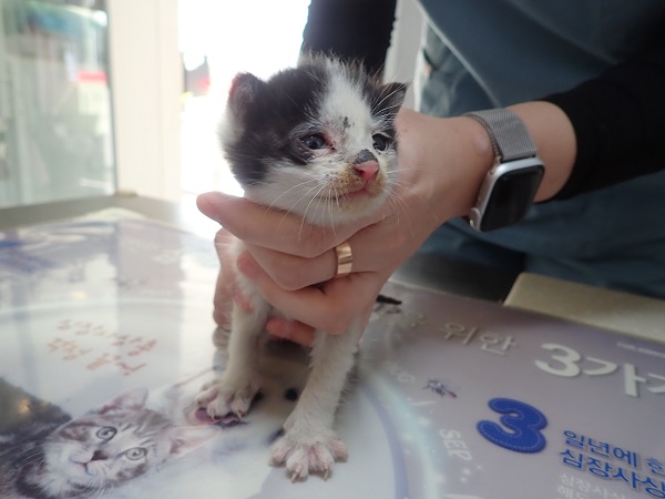 화원연합동물병원_427348202401148