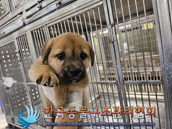 한국동물구조관리협회_441560202401258