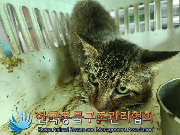 한국동물구조관리협회_441560202401260