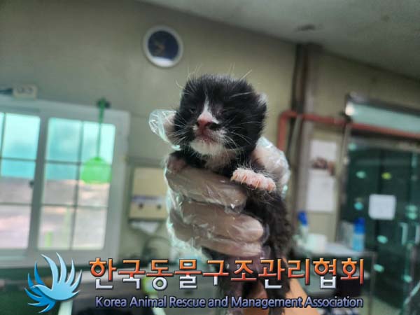 한국동물구조관리협회_441560202401255