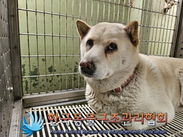 한국동물구조관리협회_441409202401529
