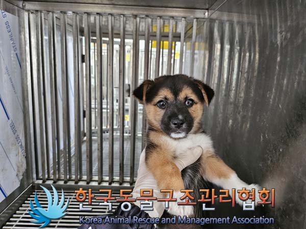 한국동물구조관리협회_441406202401726