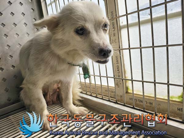한국동물구조관리협회_441414202400771