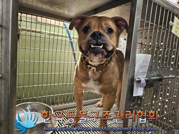 한국동물구조관리협회_441409202401530