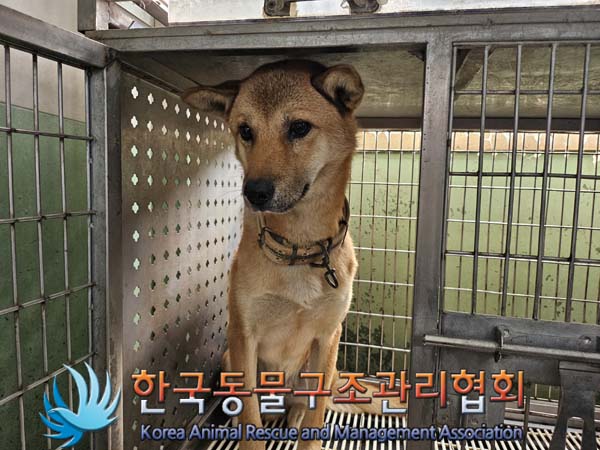 한국동물구조관리협회_441560202401261