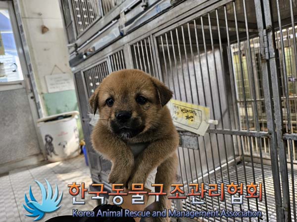 한국동물구조관리협회_441560202401259