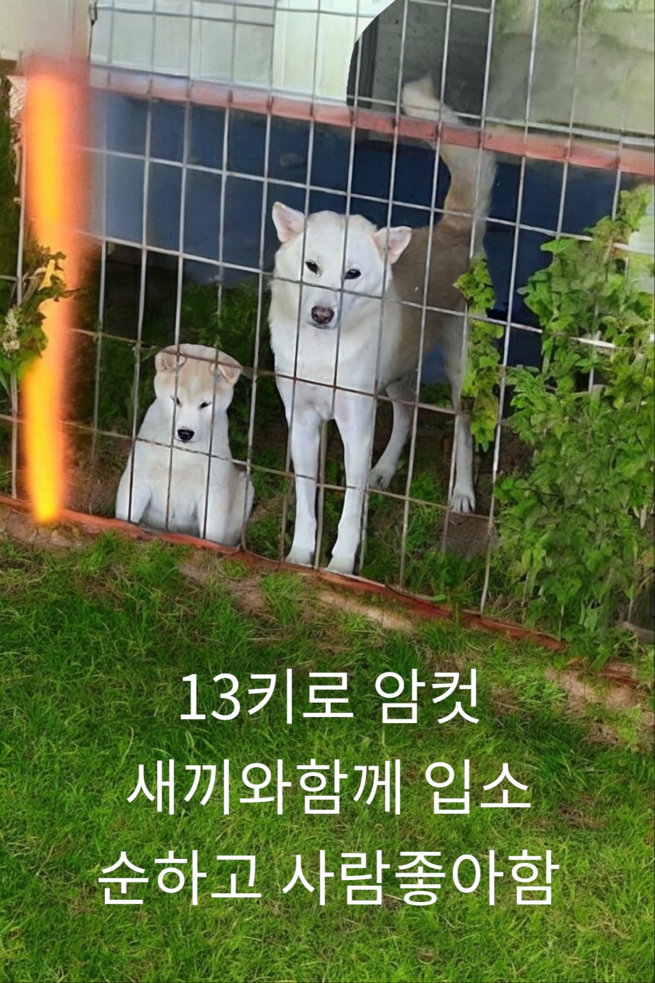 성주유기동물보호센터_447521202400462
