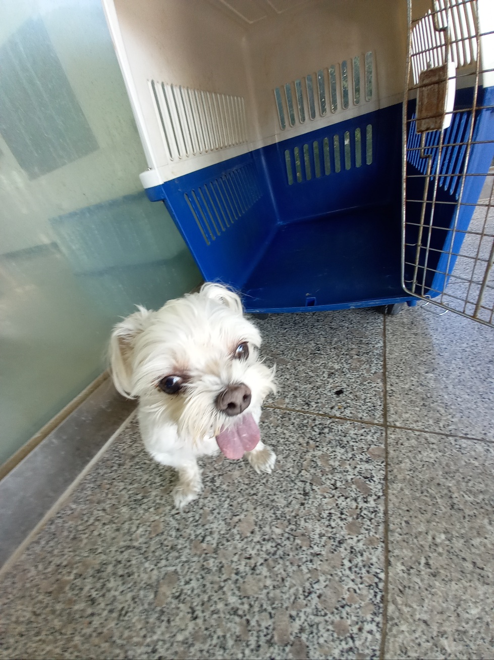 구미시 동물보호센터_447508202401056