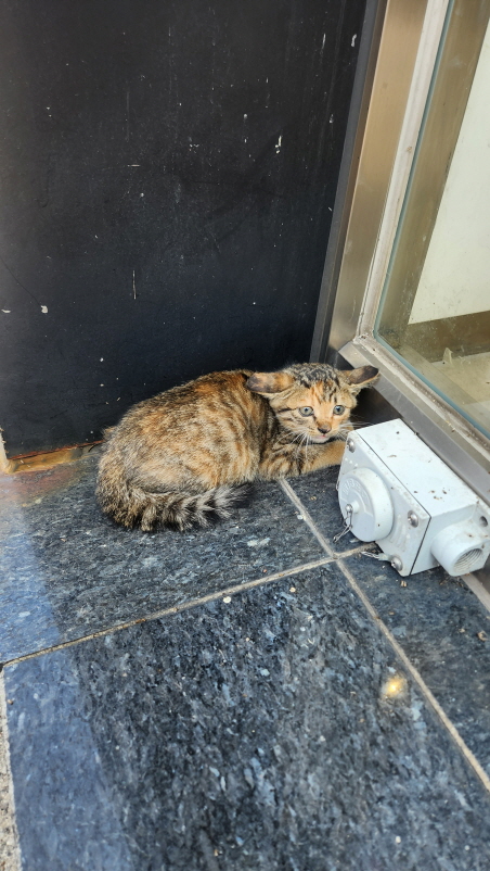 익산유기동물보호소_445468202402812