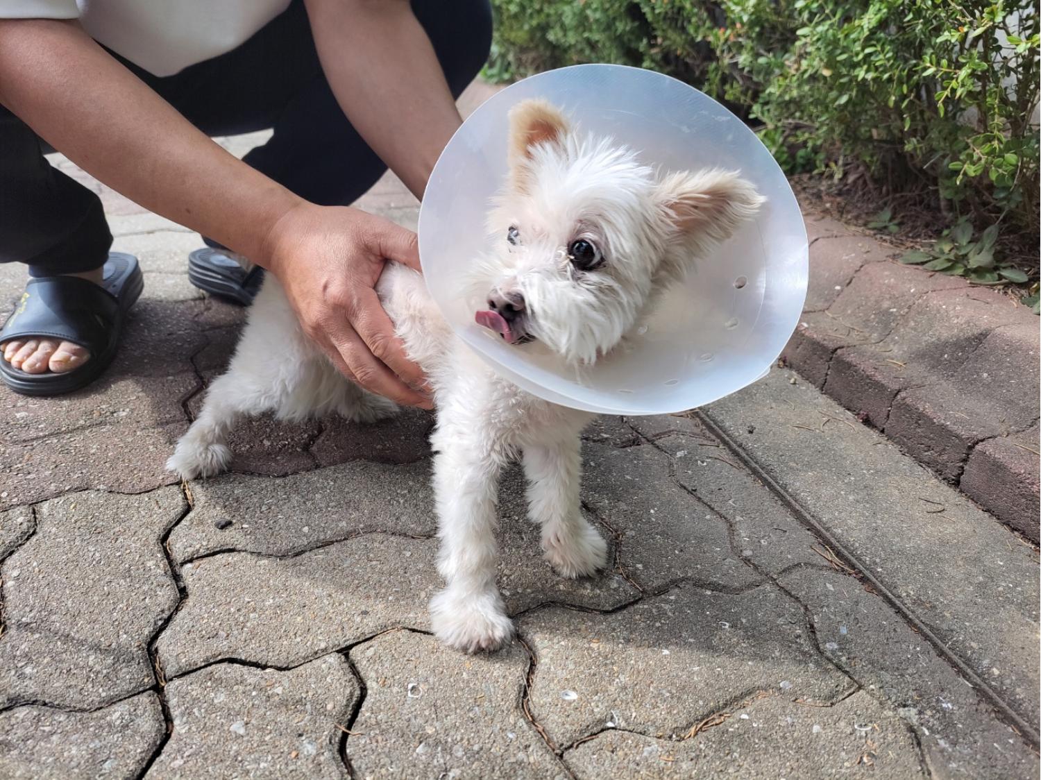 고양시동물보호센터_441394202402113