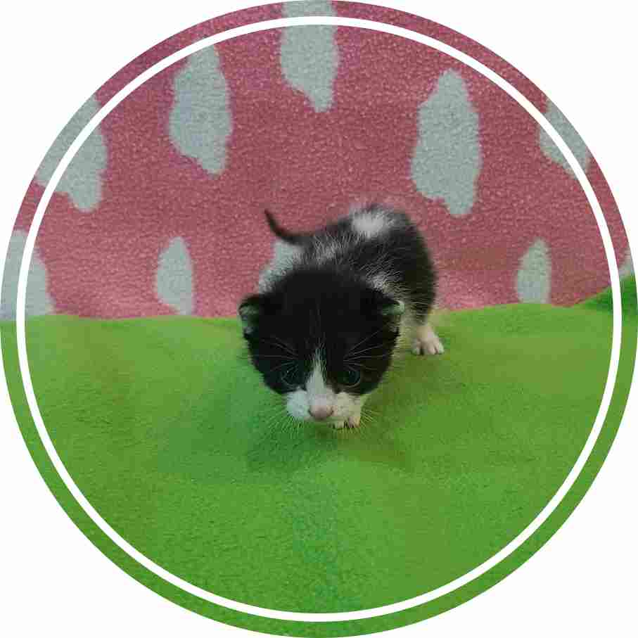 군산유기동물보호센터_445467202402009