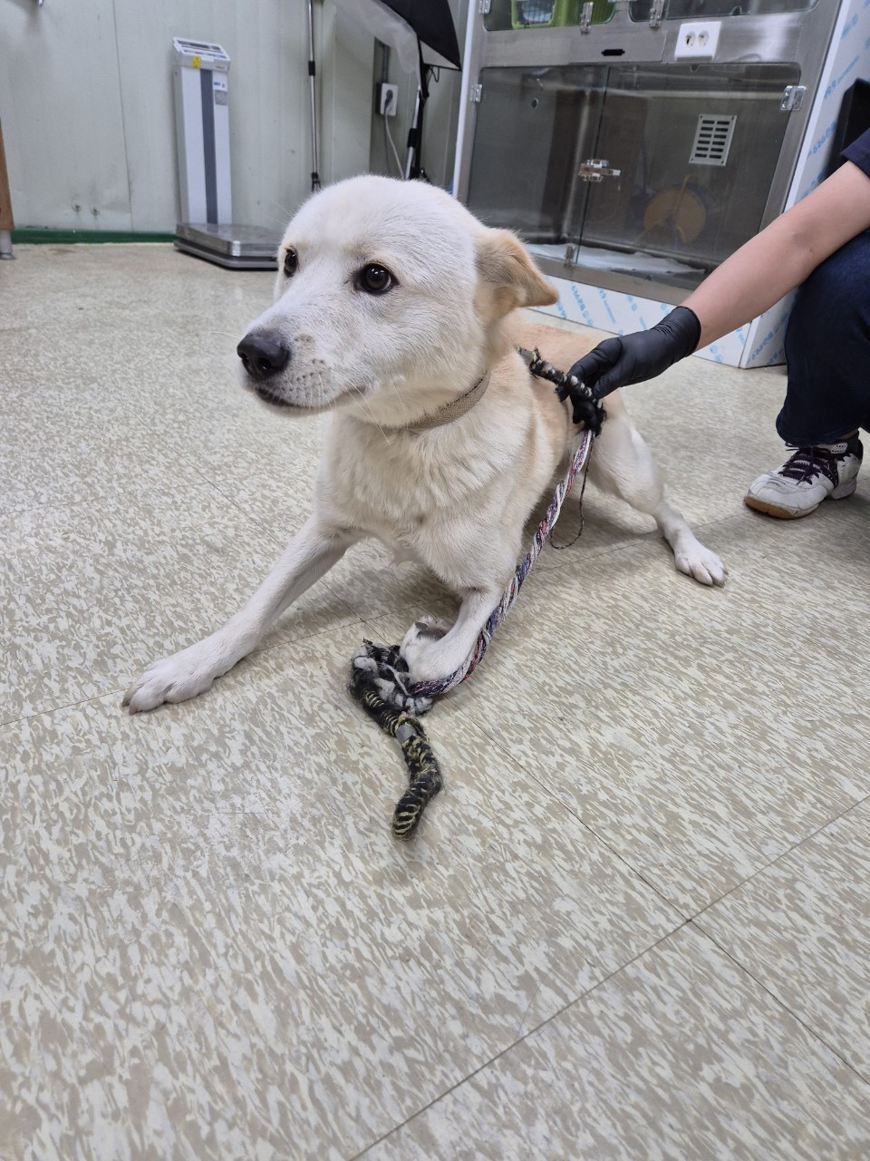 남양주시동물보호센터_441399202402788