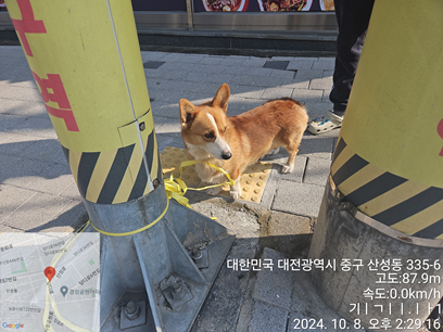 대전동물보호센터_430365202400505