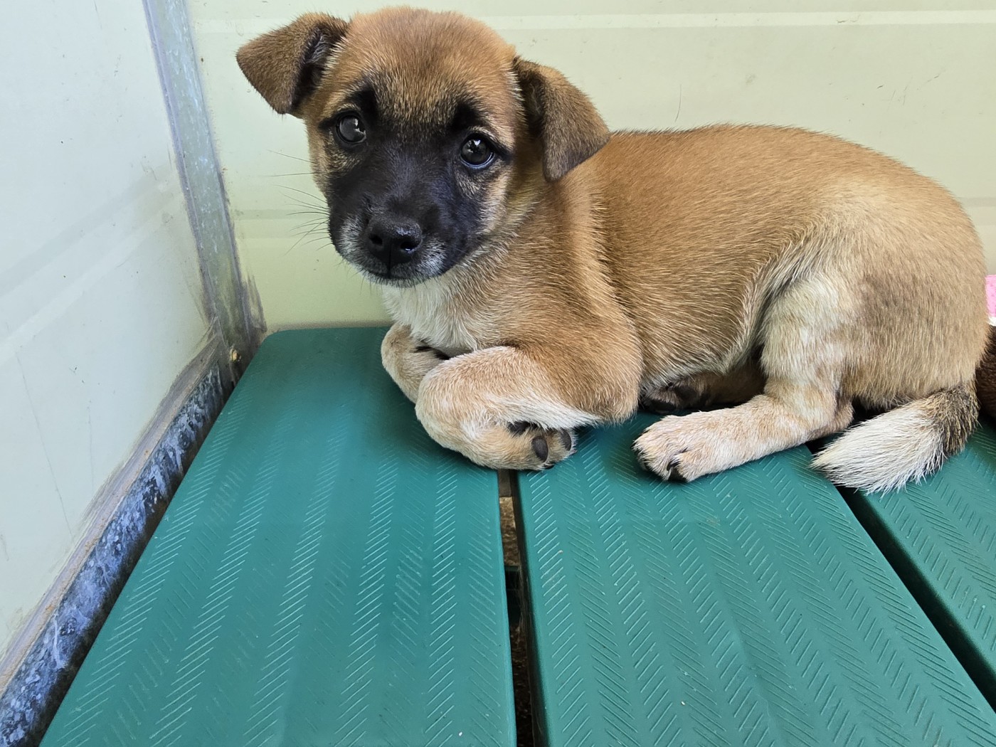 밀양시 동물보호센터_448536202401447