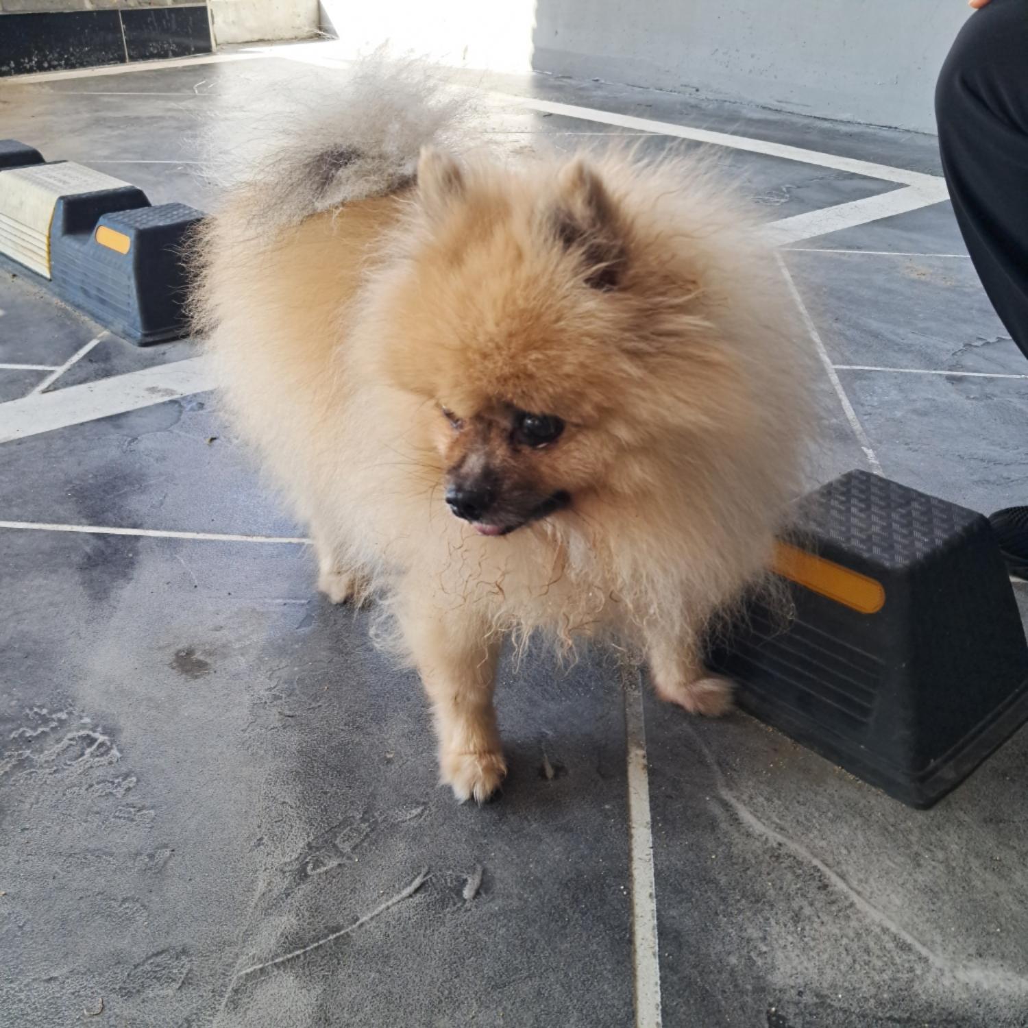 유기동물및관리협회_448535202401250