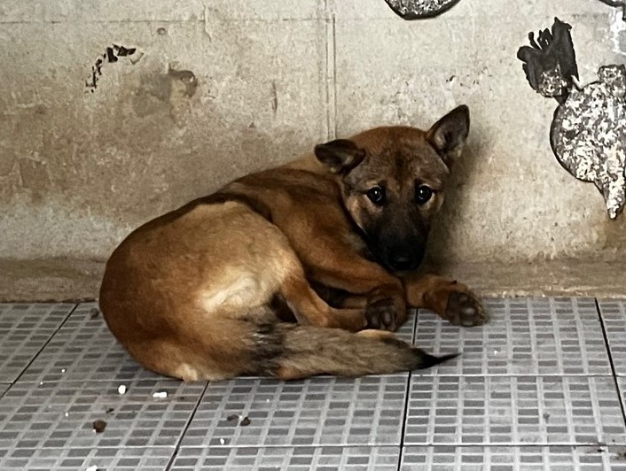 광주 동물보호소_429362202400973