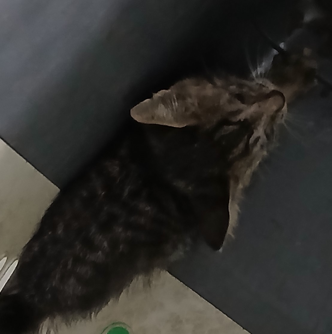 대구유기동물보호협회_427347202400907