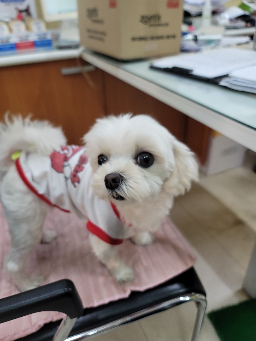 가정견훈련소_443557202400097