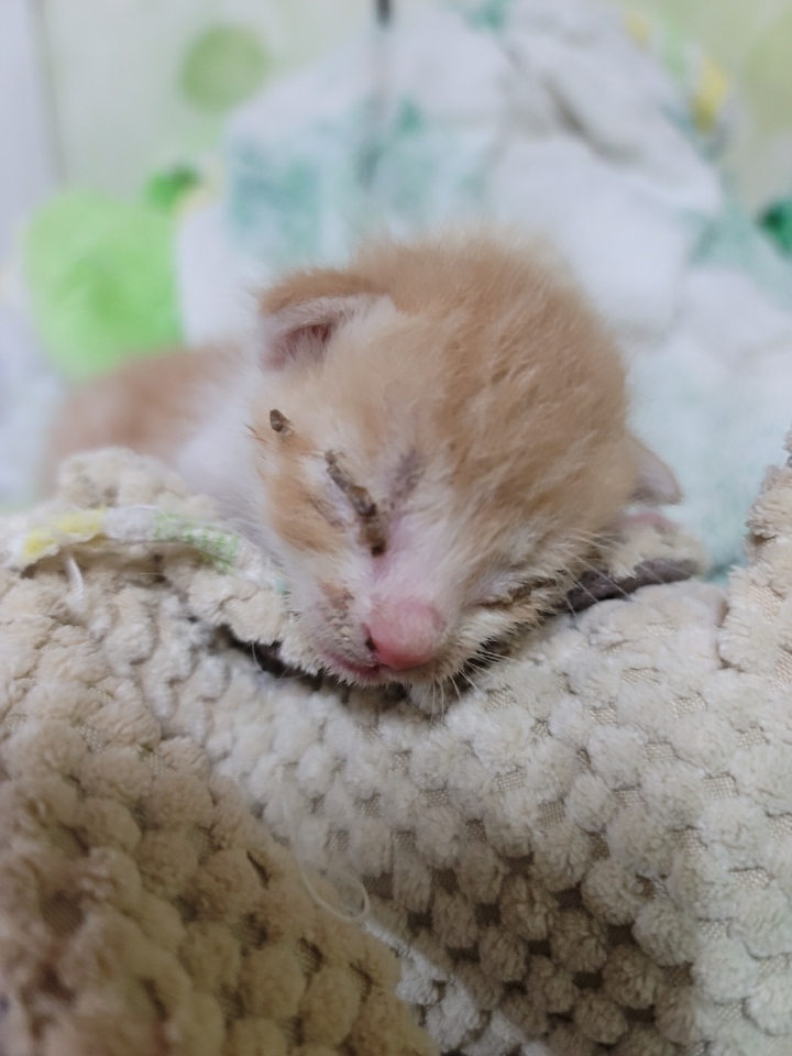 괴산증평동물보호센터_443446202400468