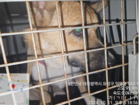 대전동물보호센터_430367202400730