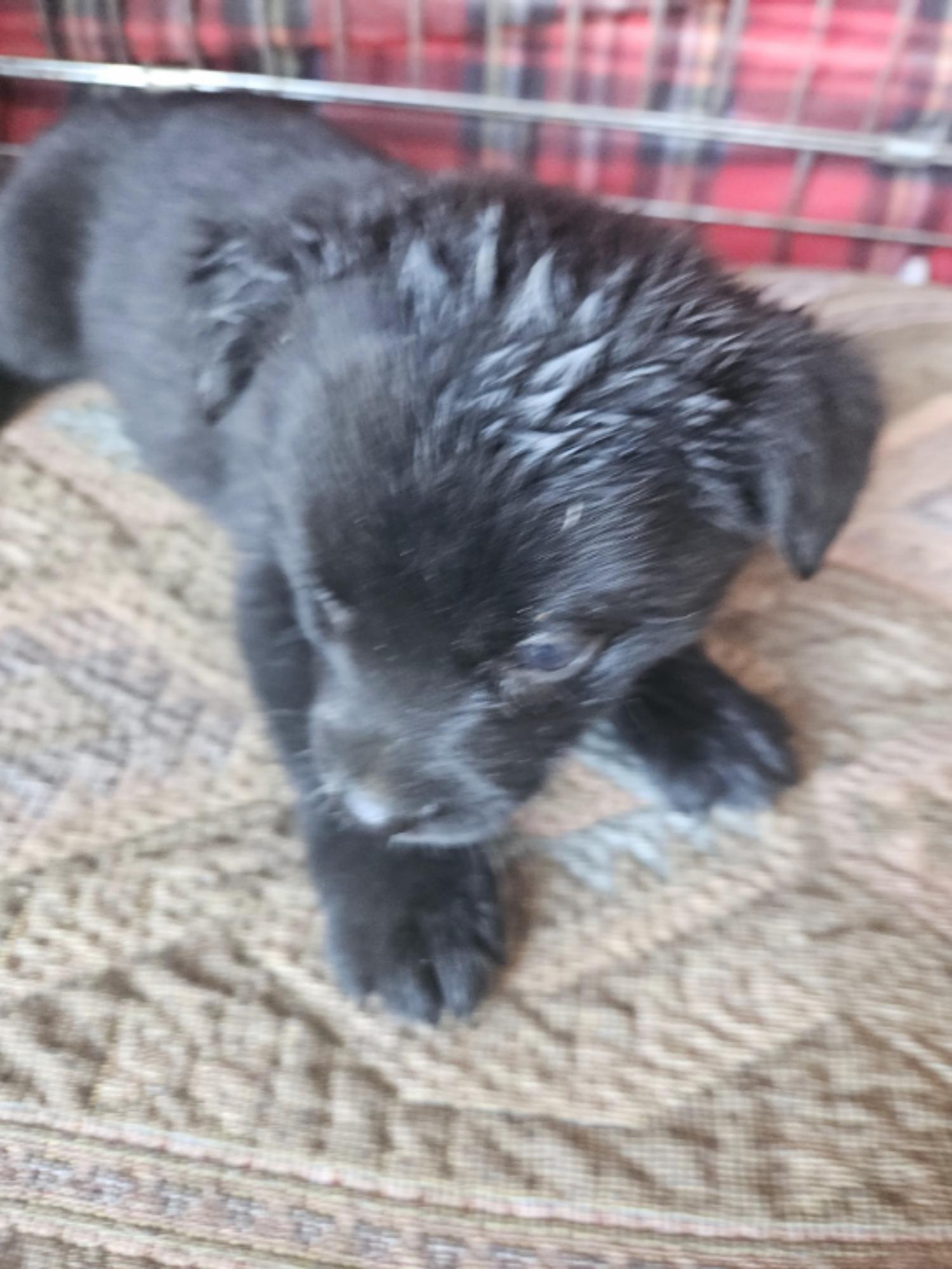 유기동물및관리협회_448535202401257