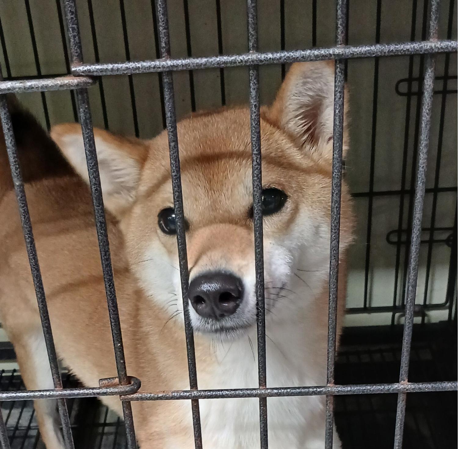 대구유기동물보호협회_427347202400908