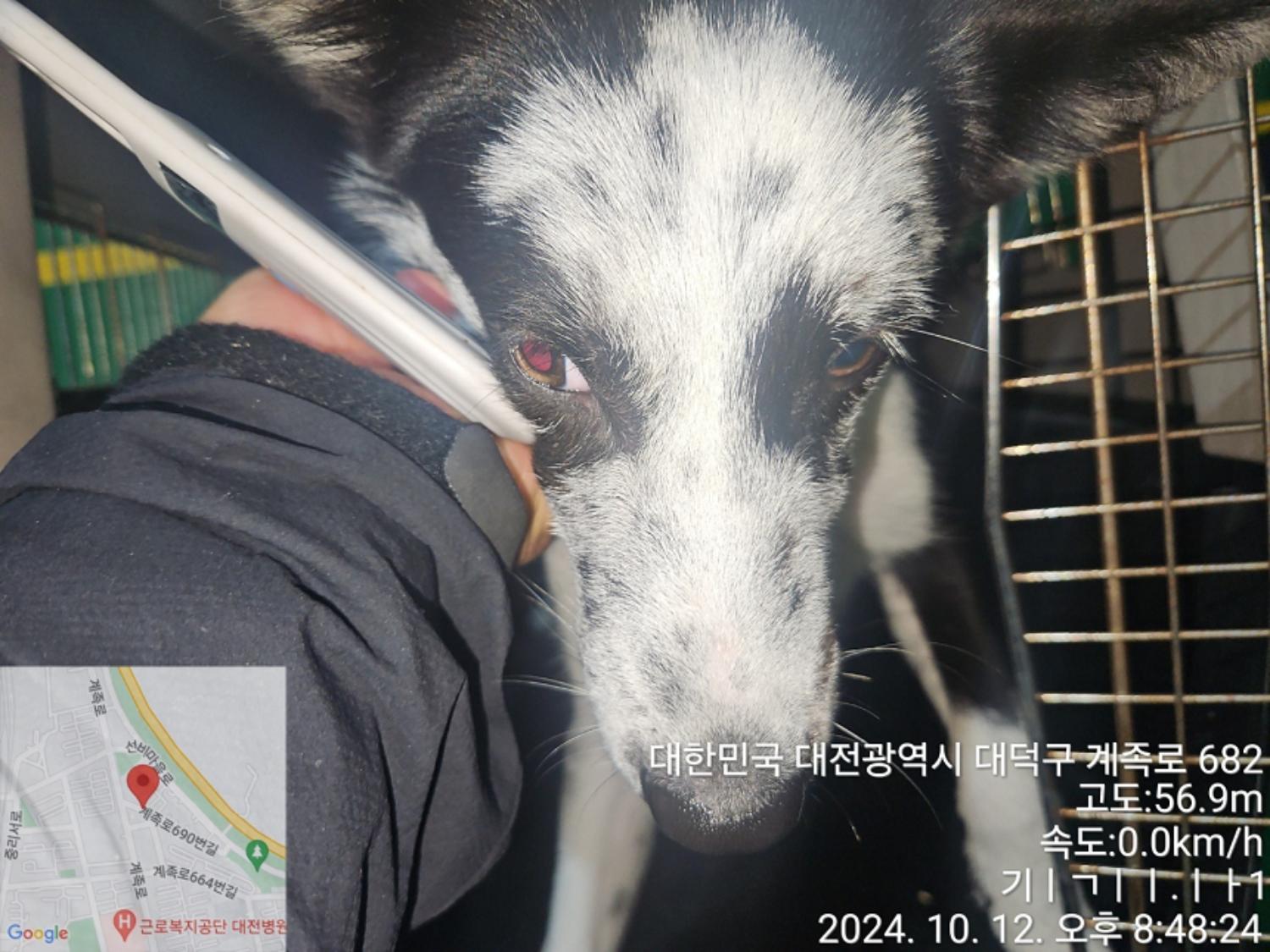 대전동물보호센터_430368202400450