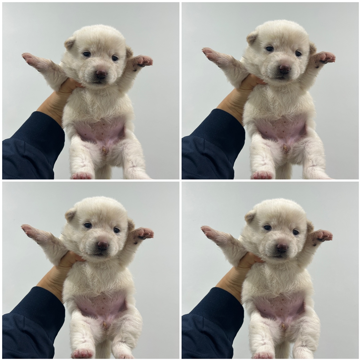 천안시 동물보호센터_444449202402051