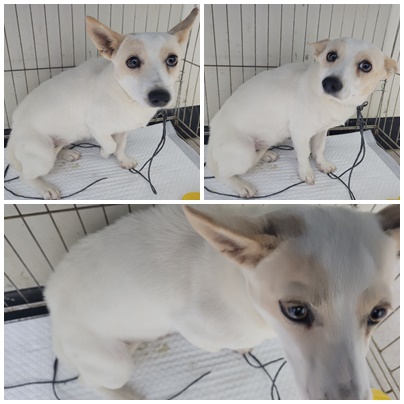 논산시 동물보호센터_444454202400970