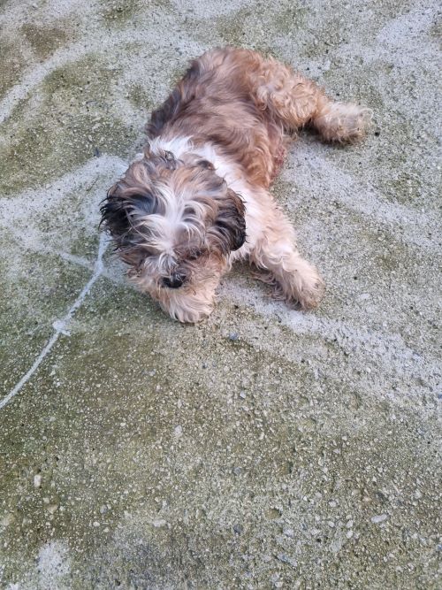 부안군 동물보호센터_445479202401116