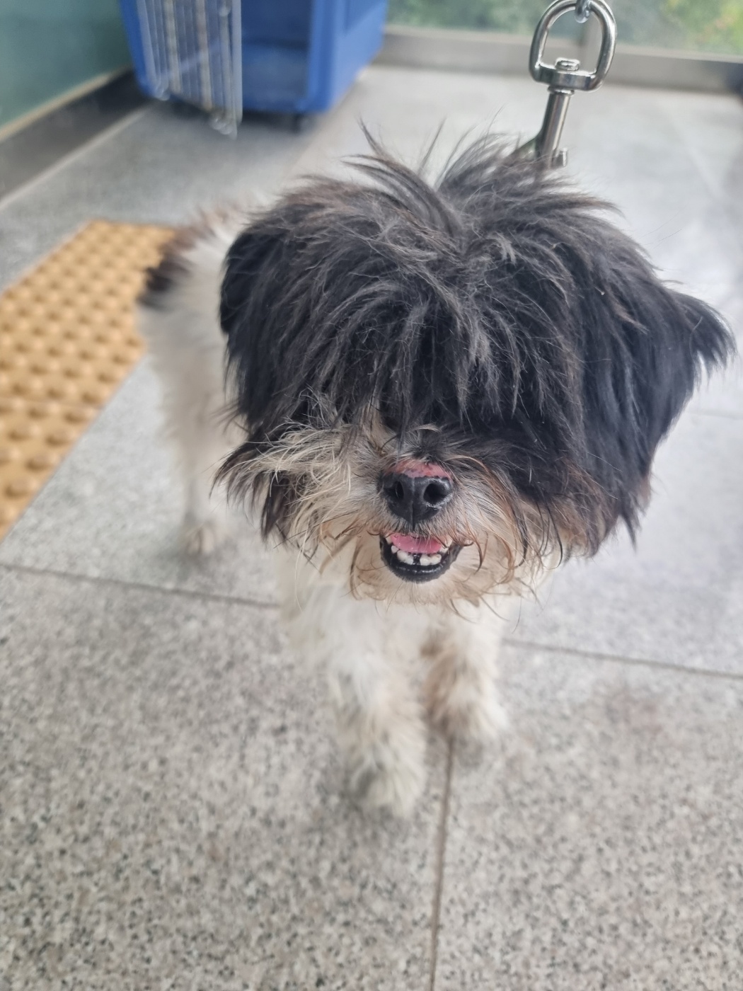 구미시 동물보호센터_447508202401058