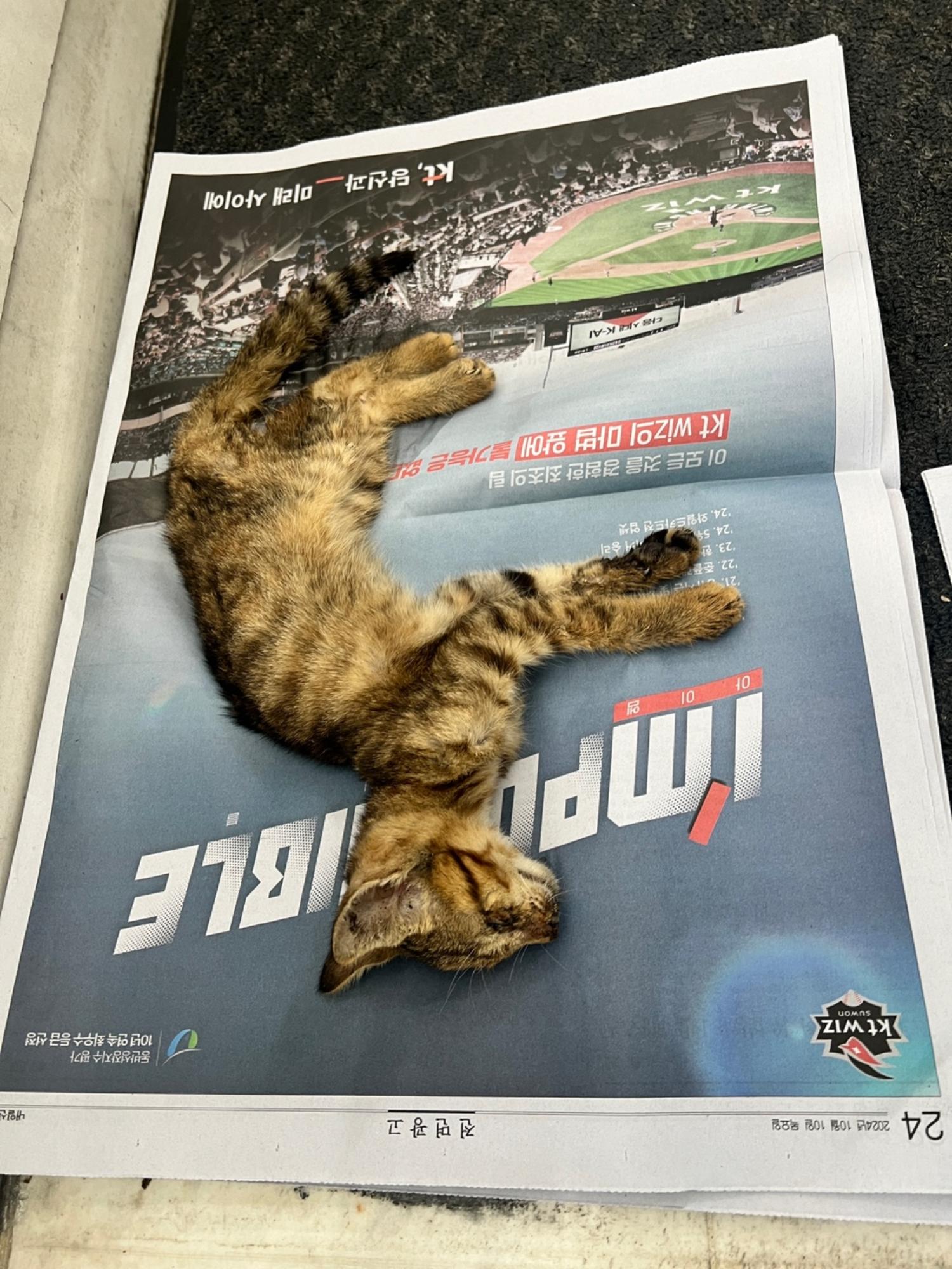 부산동물보호센터_426325202400433