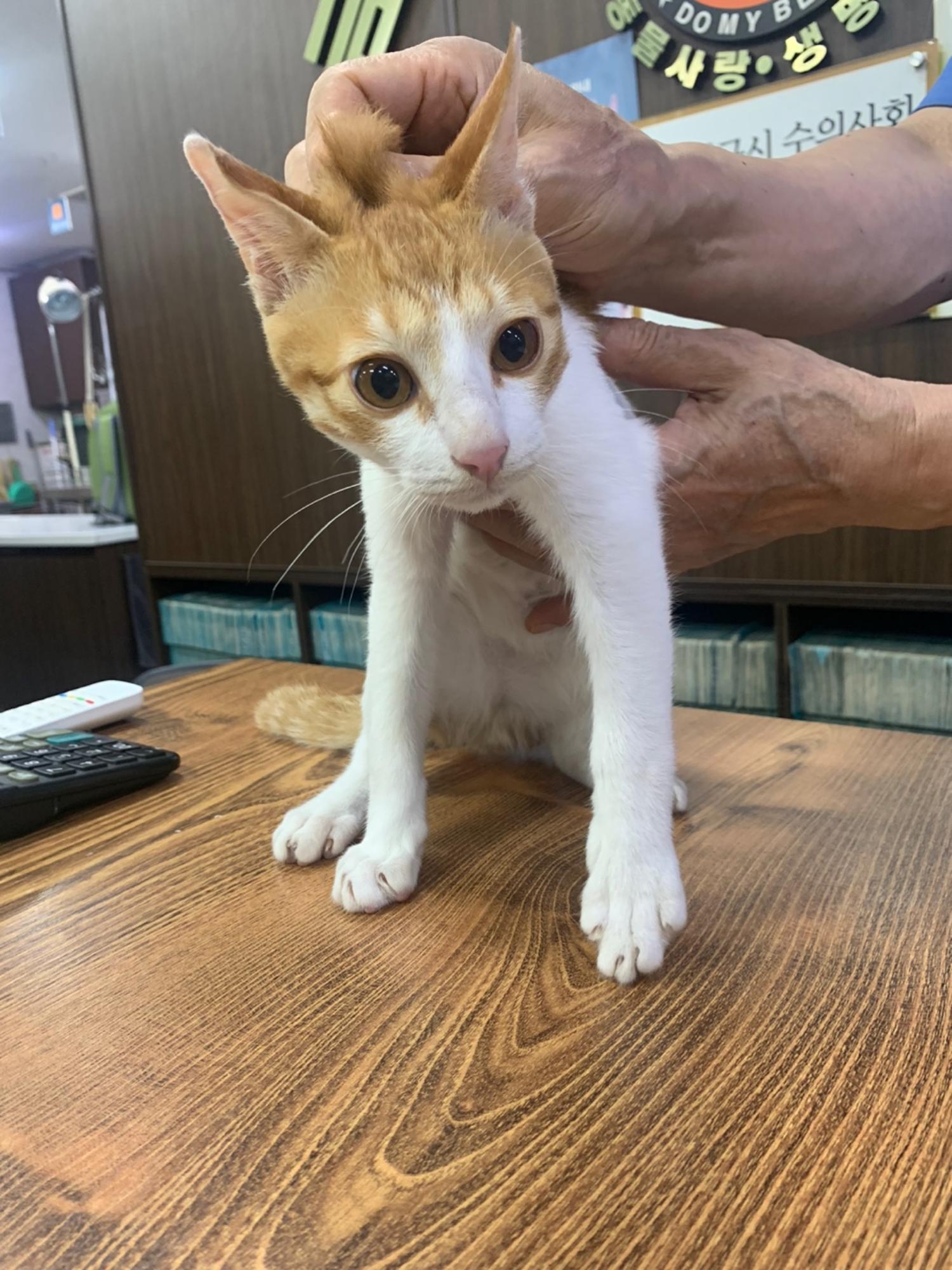 금강동물병원_427346202401230