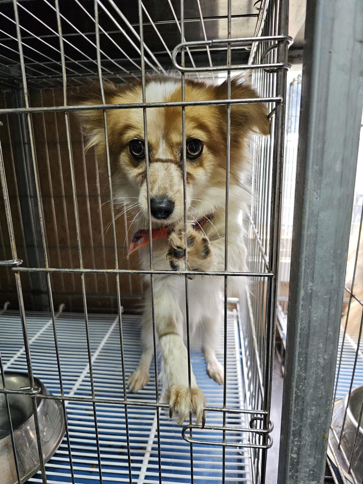 삼척시동물보호센터_442424202400618