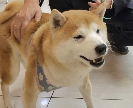 24시아이동물메디컬_441386202401475