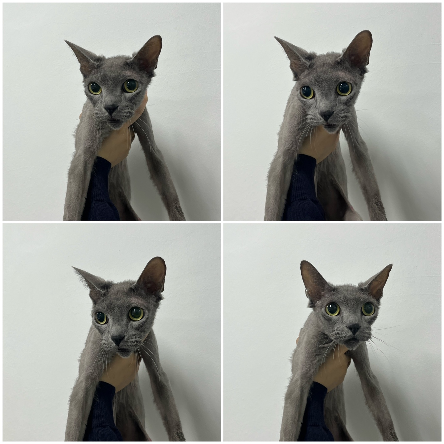 천안시 동물보호센터_444449202402057