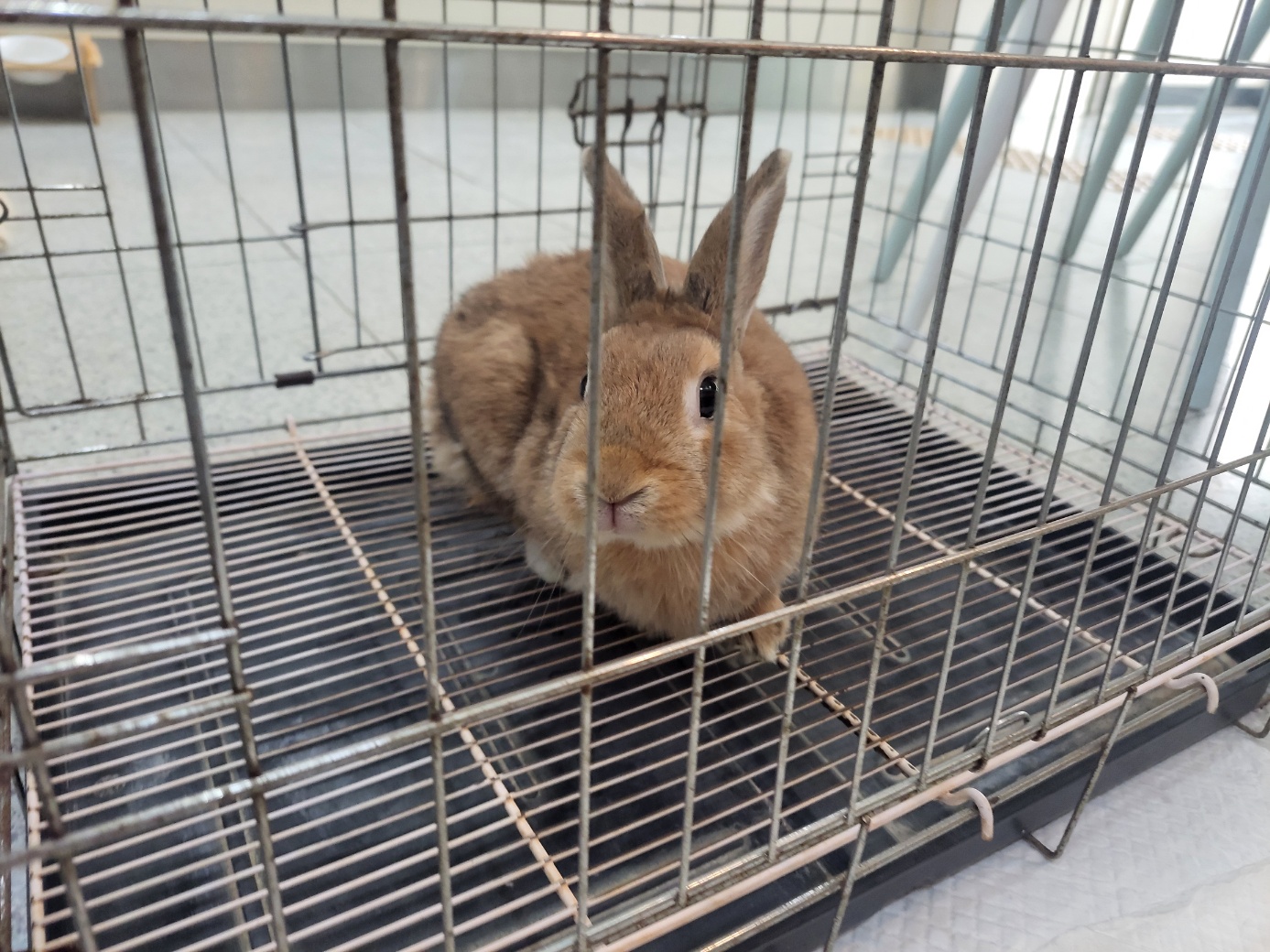 고양시동물보호센터_441394202402114