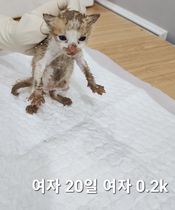옥천동물병원_443443202400705