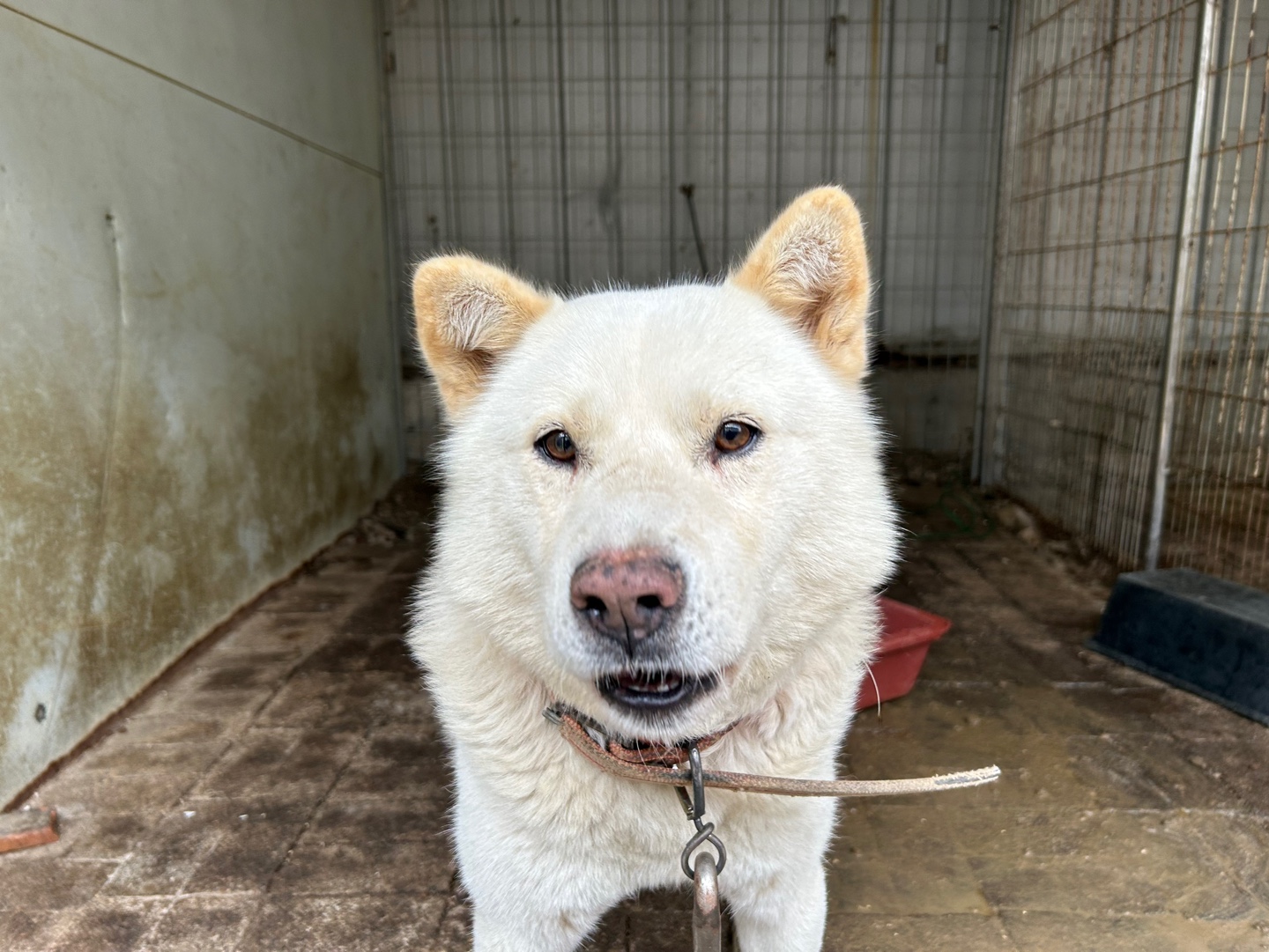 한국야생동물보호협회_441393202401925