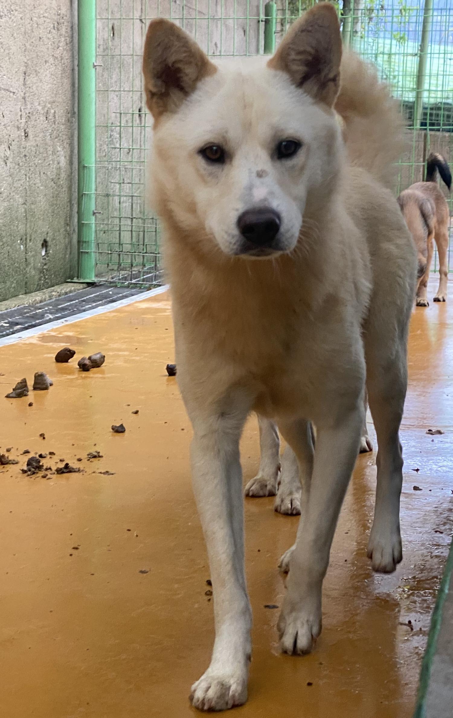 하동군유기동물보호소_448544202400384