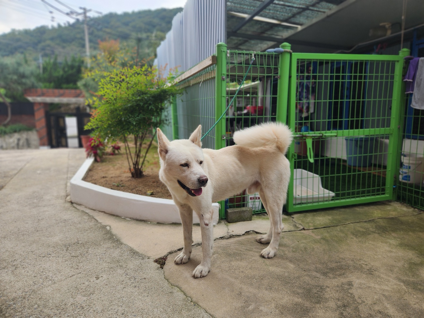 칠곡유기동물보호센터_447522202400188