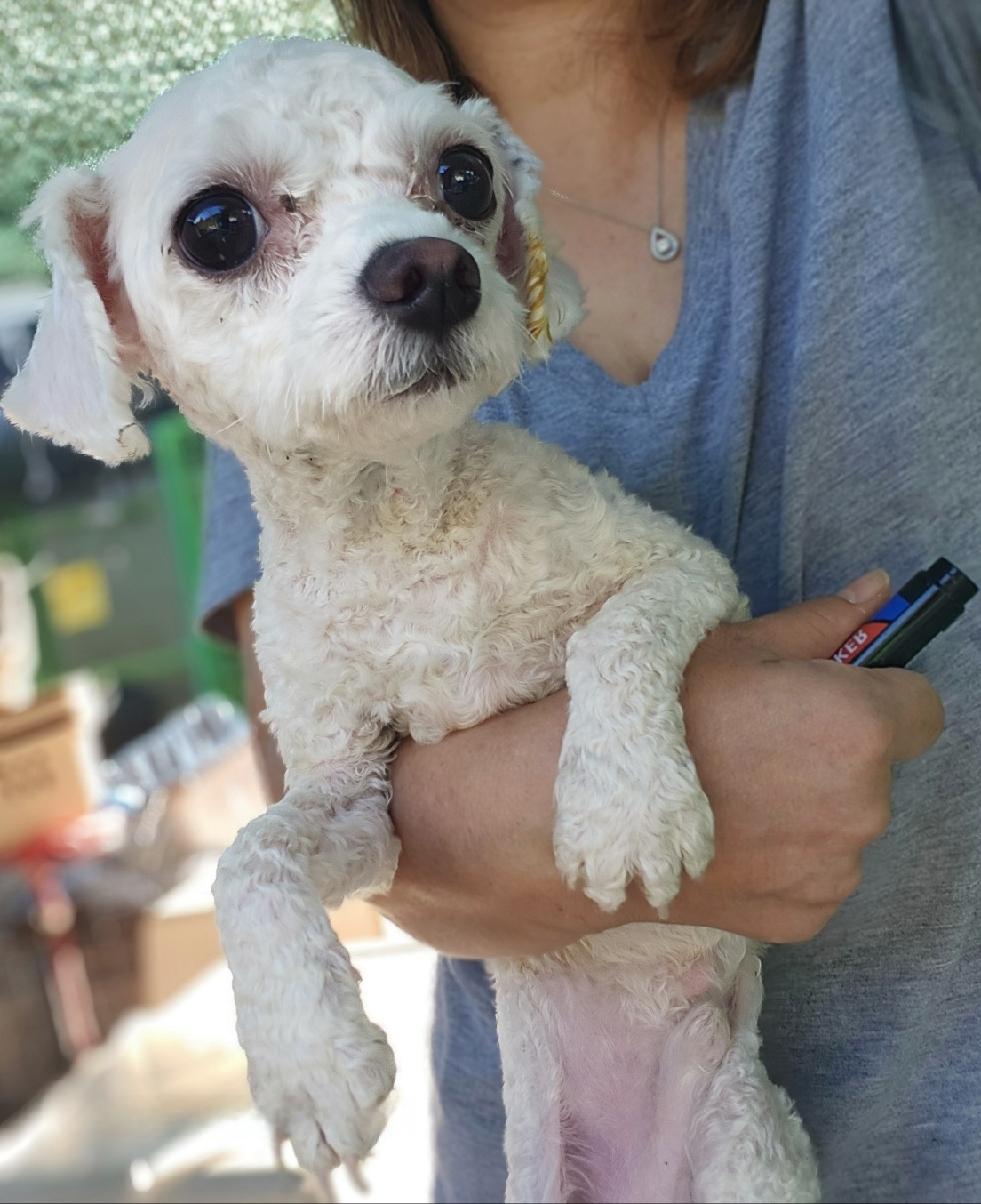 울산유기동물보호센터_431370202400953