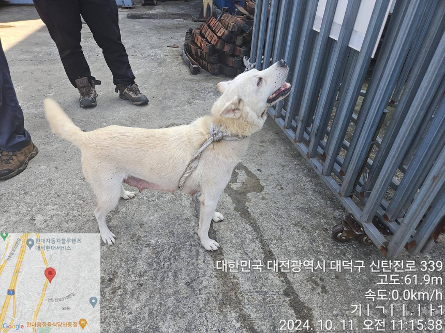 대전동물보호센터_430368202400451