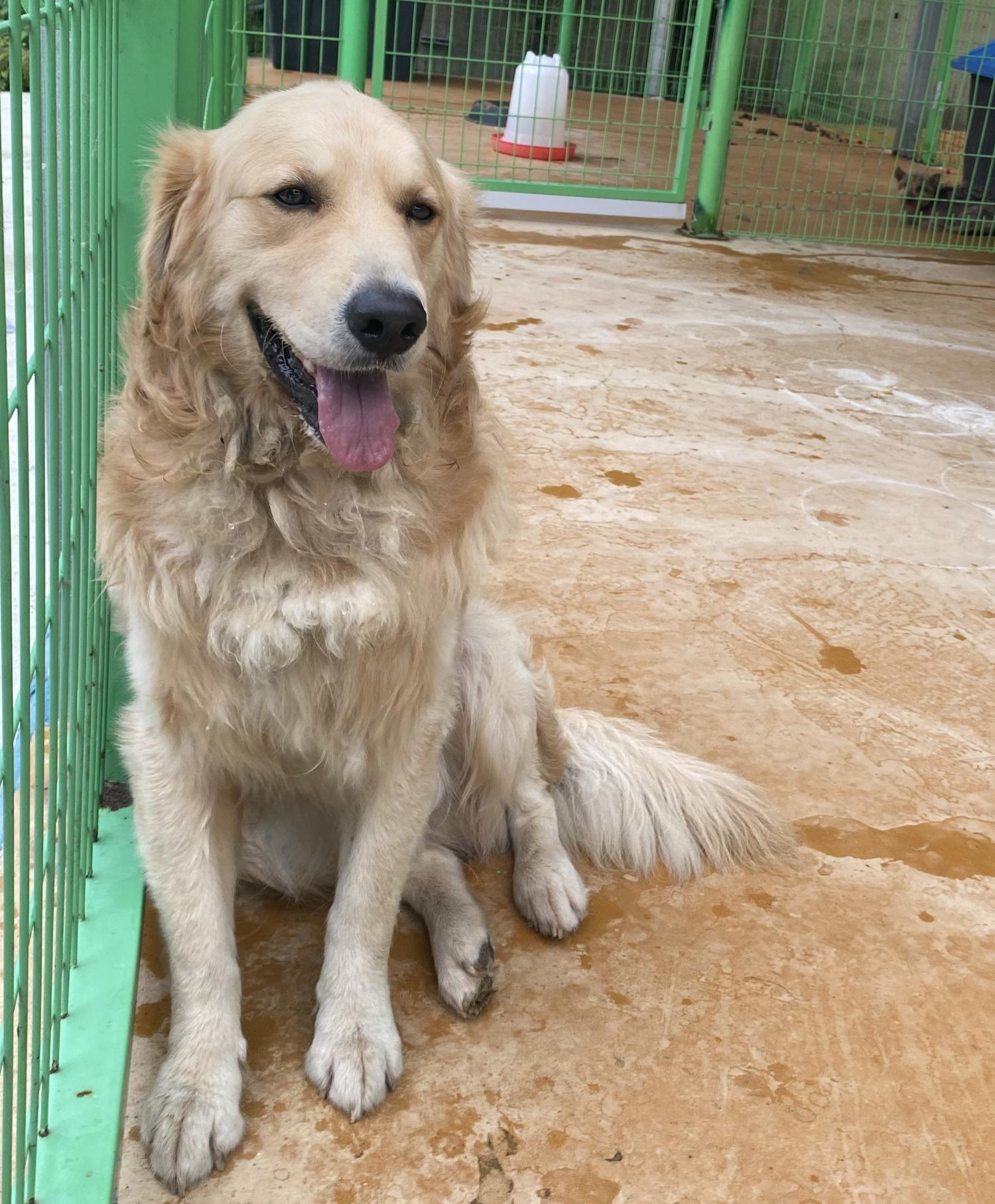 하동군유기동물보호소_448544202400386