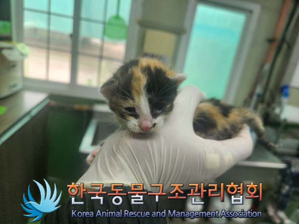 한국동물구조관리협회_411316202400696